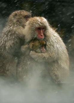 [snow+monkeys.jpg]