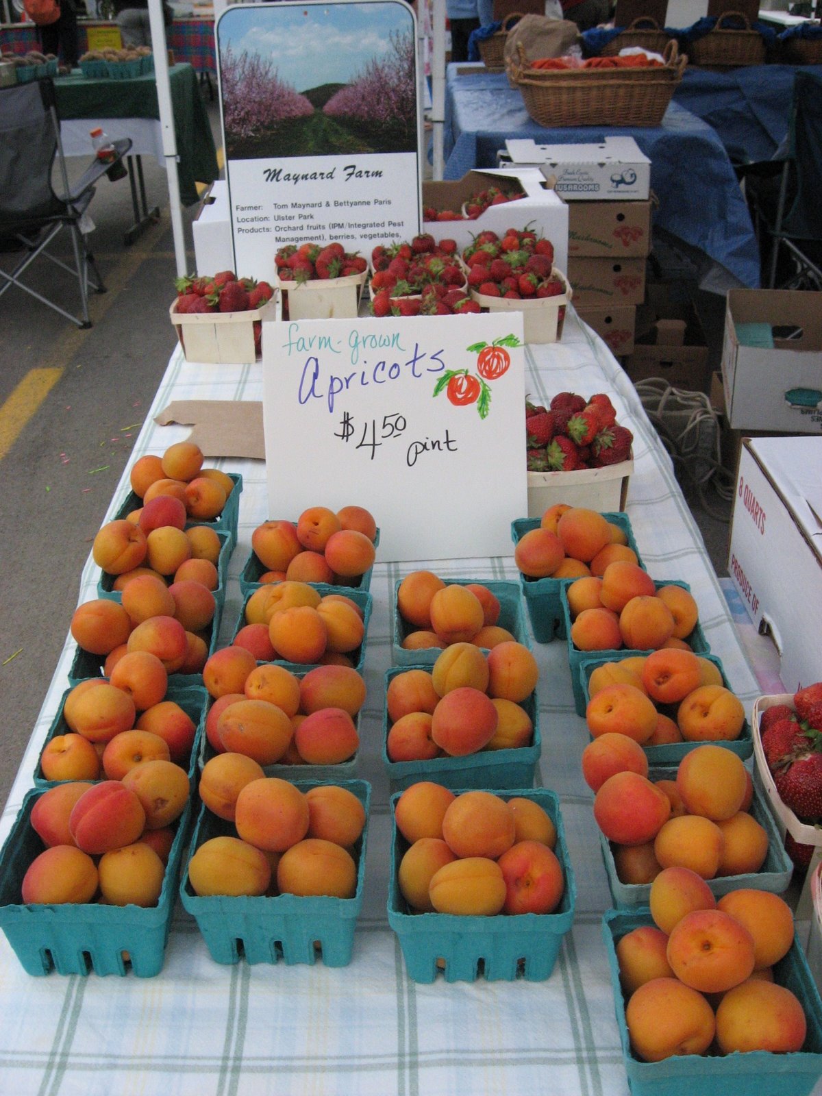 [maynard+farm+apricots.JPG]