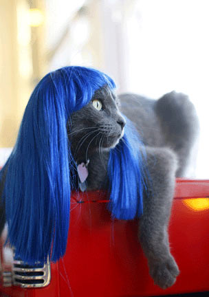 [cat-wig-01.jpg]
