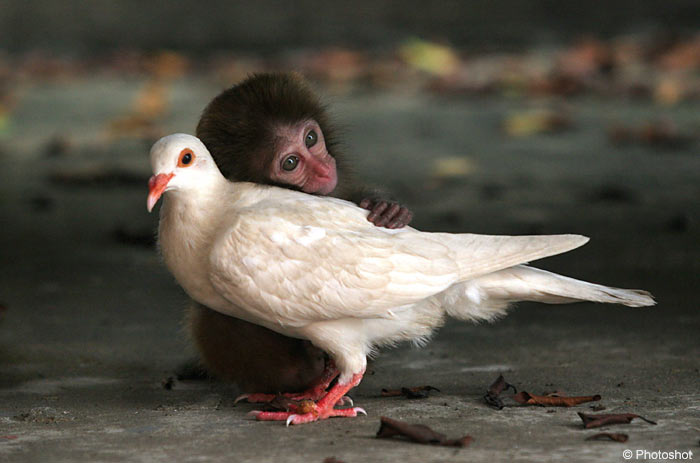 [monkey+and+the+pigeon.jpg]
