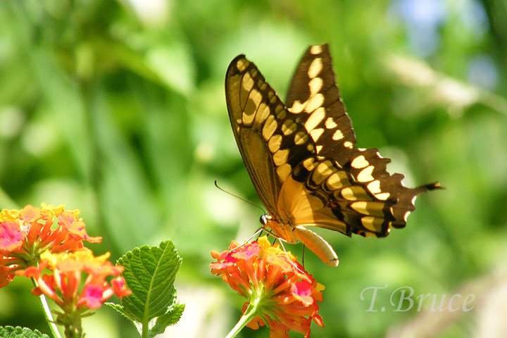 [DSCF1368sW_butterfly.jpg]