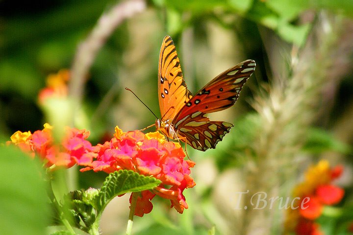 [DSCF1347sW_butterfly.jpg]