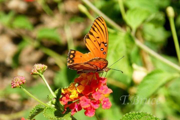[DSCF1336sW_butterfly.jpg]