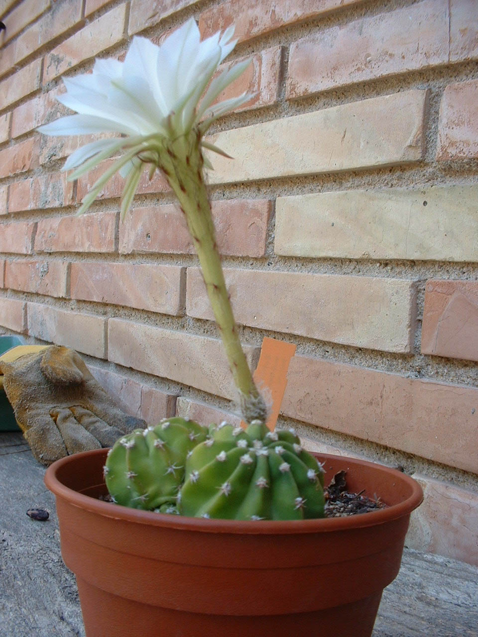 [echinopsis+subdenudata.JPG]