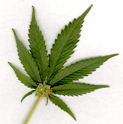 [marijuana-leaf.jpg]