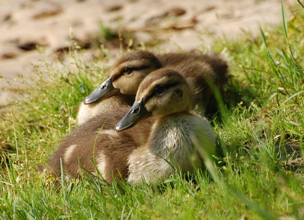 [baby+ducks.jpg]
