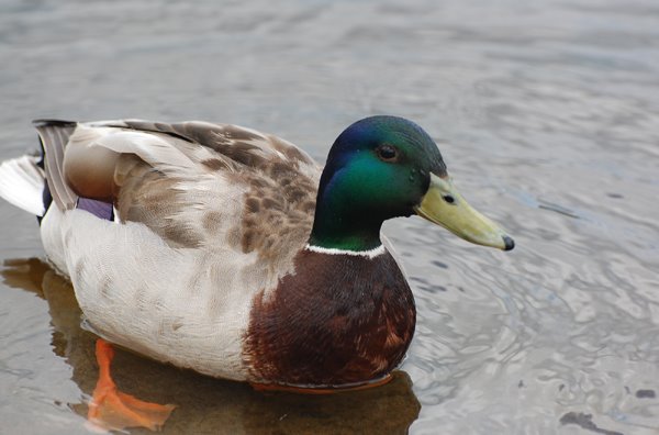 [male+duck-belle.jpg]