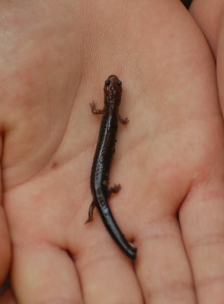 [salamander.jpg]