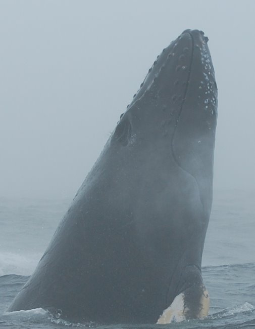 [whale4.jpg]
