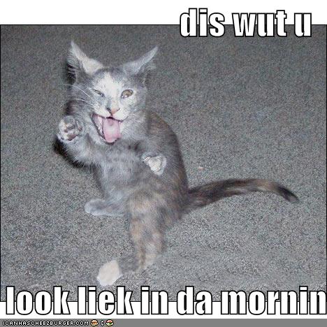 [funny-pictures-morning-mocking-cat.jpg]