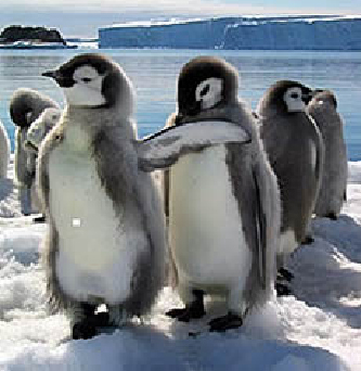 [pinguinos.psd.jpg]