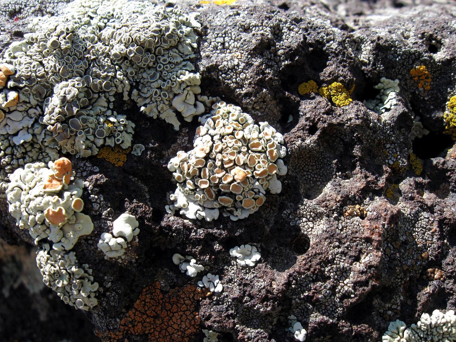 [lichen+rock+garden.JPG]