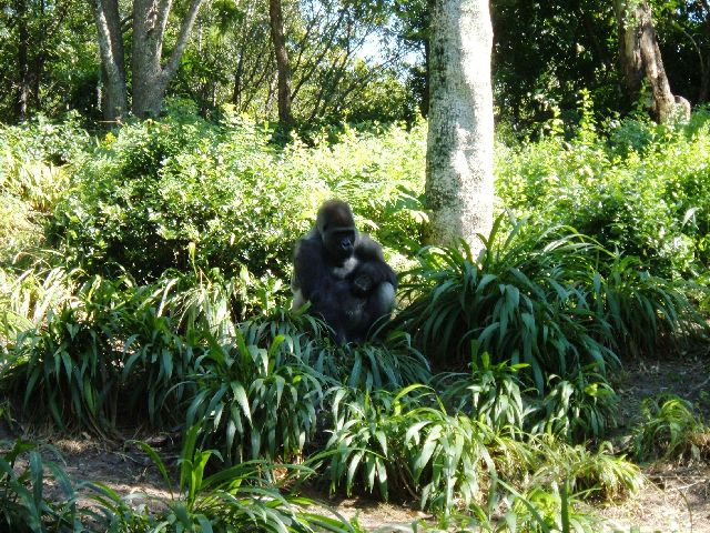 [2007+11+09+17+Nice+shot+of+bachelor+gorilla+in+vegetation.jpg]
