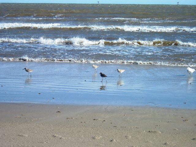 [2007+12+15+27+Bunch+of+Shorebirds.jpg]