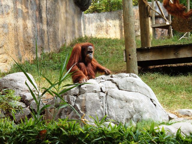 [2007+10+19+18+Female+Orangutan.jpg]