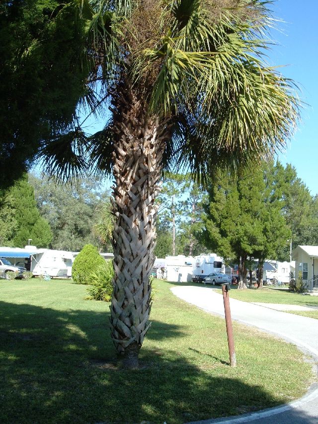[2007+11+2+Palm+Tree+at+Florilow+Campground.jpg]