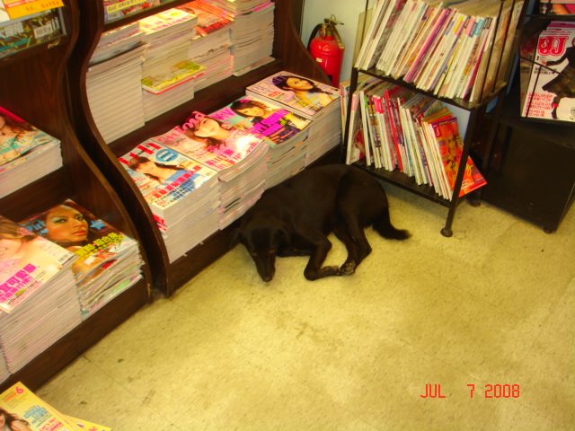 [Stray+dog+escaping+the+heat+in+a+bookstore,+Hsinchuang,+Taiwan.JPG]