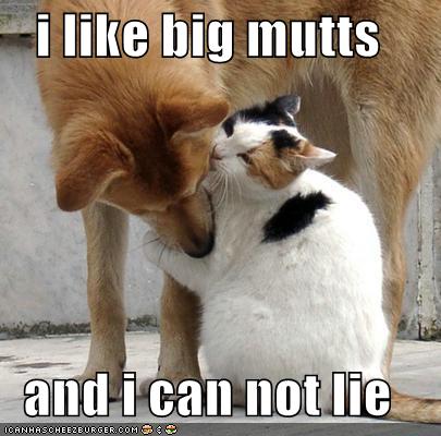 [funny-pictures-cat-dog-love-mixalot.jpg]