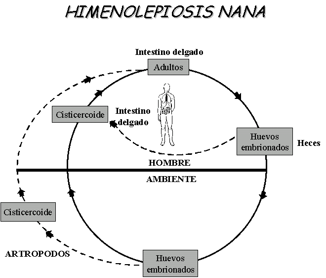 [Himeno+ciclo+nana.gif]