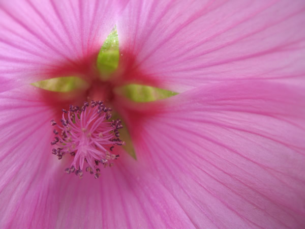 [pinkflower_1101.jpg]