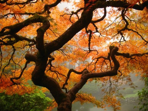 [Autumn+Tree+Japanese+Garden.jpg]