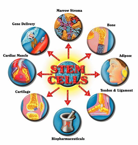 [stem+cell+uses.JPG]