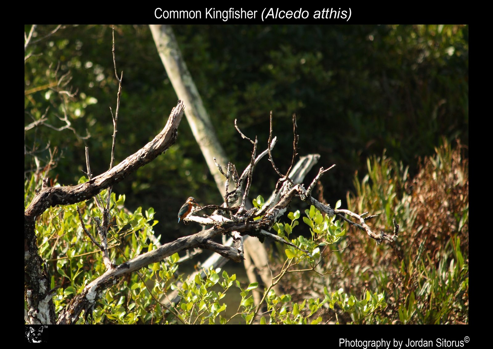 [Common+kingfisher+(Alcedo+Atthis).jpg]