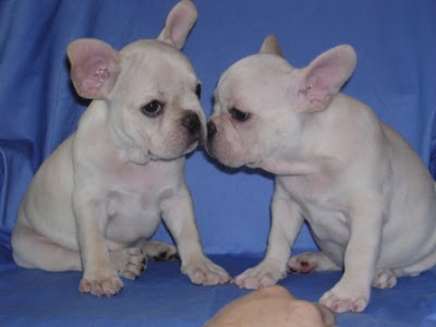 Funny Images Of Puppies. Funny French Bulldog Puppies