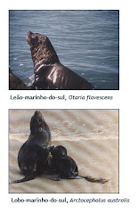 Animais encontrados machucados na costa brasileira.