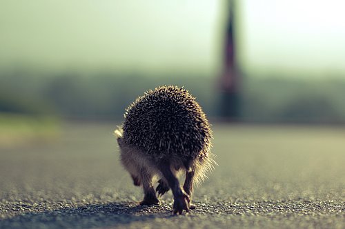 [images-miscellaneous-2006-hedgehog-on-the-walk-500x500.jpg]