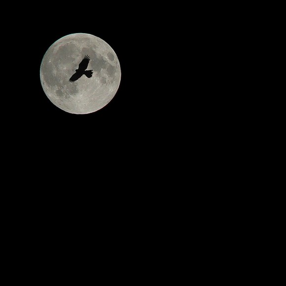 [moon+with+bird.jpg]