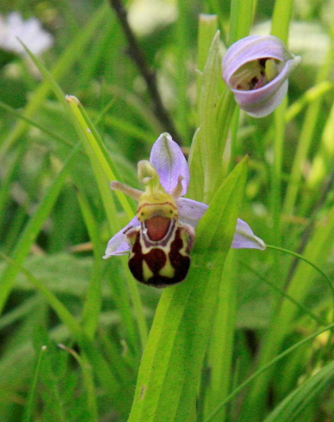 [Orchid+Bee+june+22.jpg]