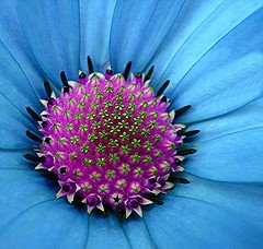 [flower+blue+w+star.jpg]