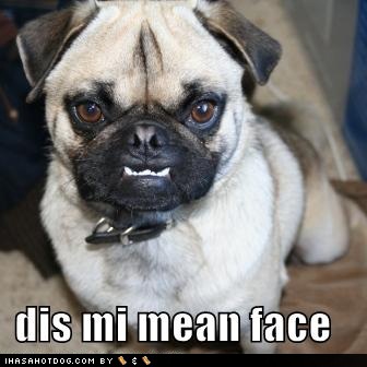 [funny-dog-pictures-dog-shows-you-his-mean-face.jpg]