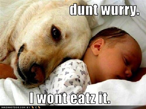 [funny-dog-pictures-dog-will-not-eat-your-baby.jpg]