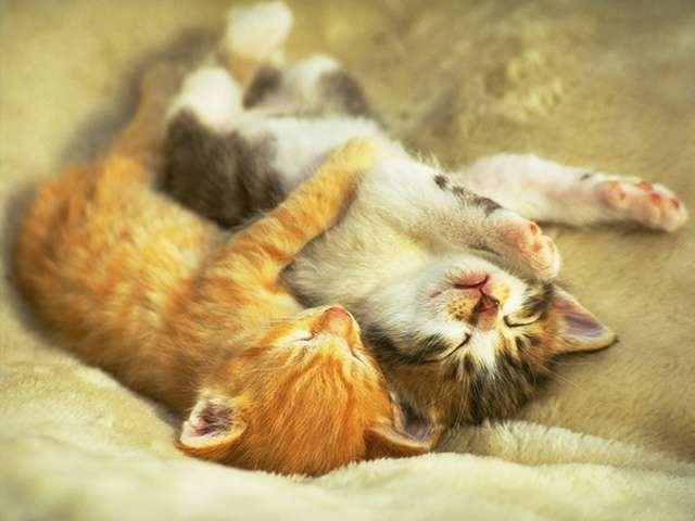 [cuddle+kittens+1.bmp]