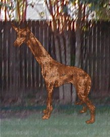[serengeti-giraffe-hound.jpg]