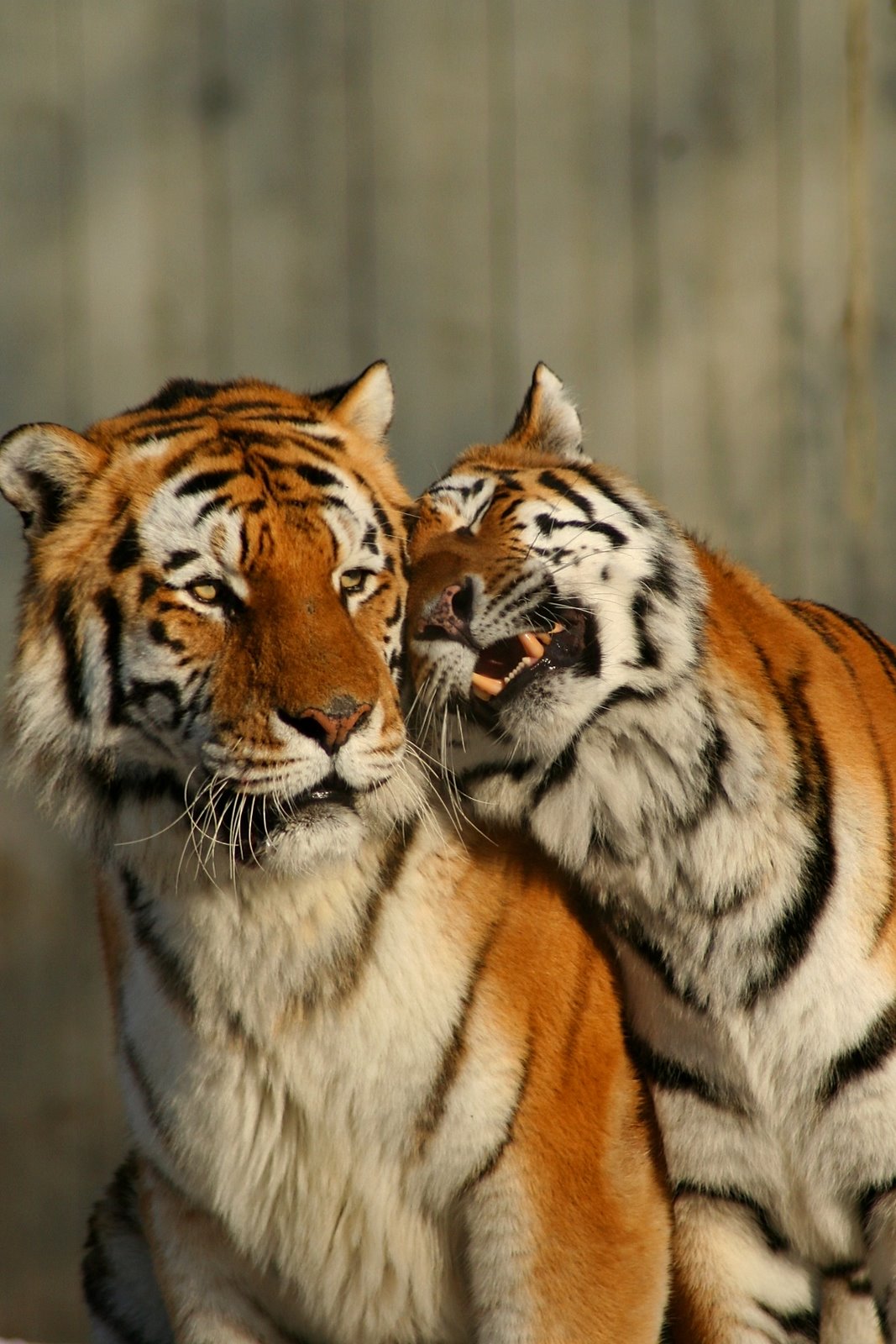 [Tigers+Cuddling+.jpg]