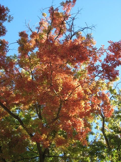 [autumn+tree+2007-10-05+Sacramento.jpg]