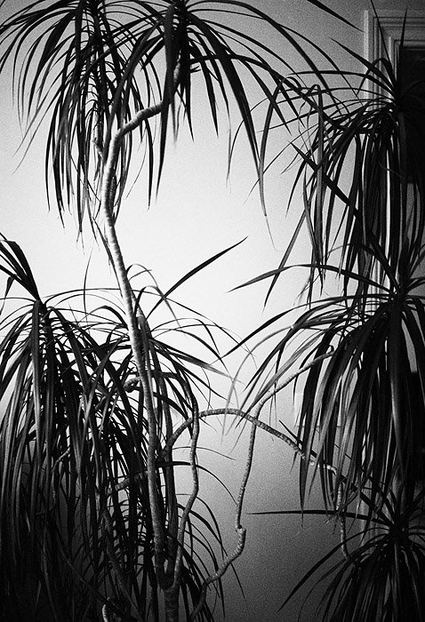 [palmiers.jpg]