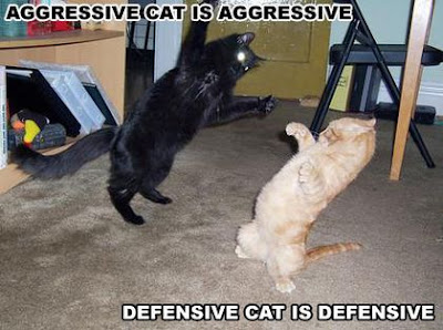 funny-cats.jpg
