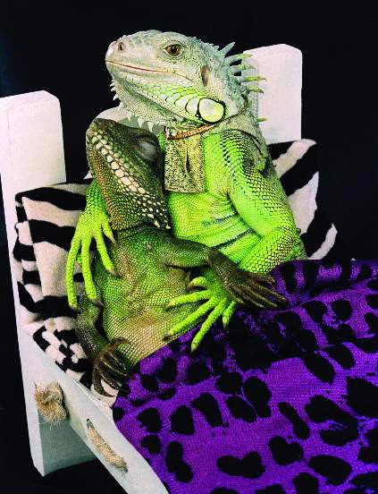 [cecil_fifi_in_bed_by_henry_lizardlover.jpg]