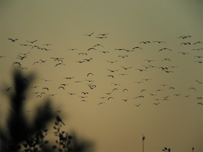 [Evening-Storks.jpg]