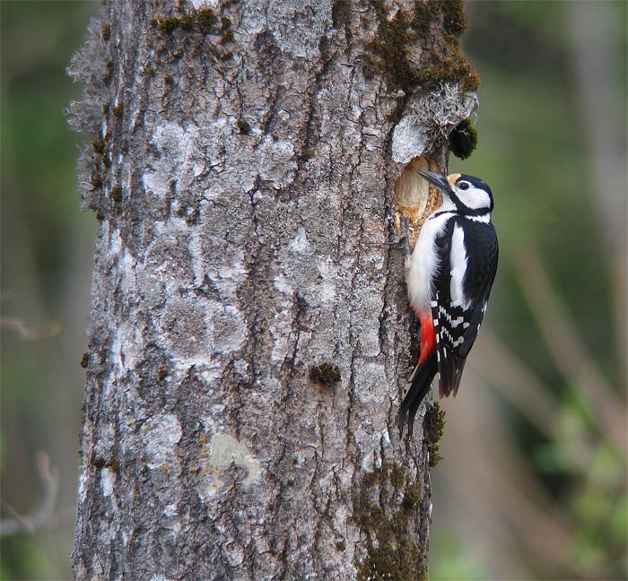 [Great-spotted-Woodpecker-2.jpg]