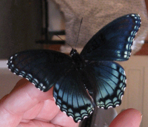 [butterfly4.gif]