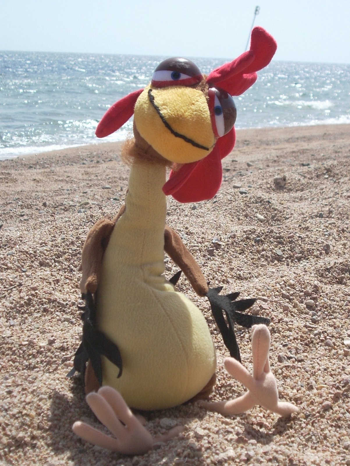 Chicken Joe at the Beach