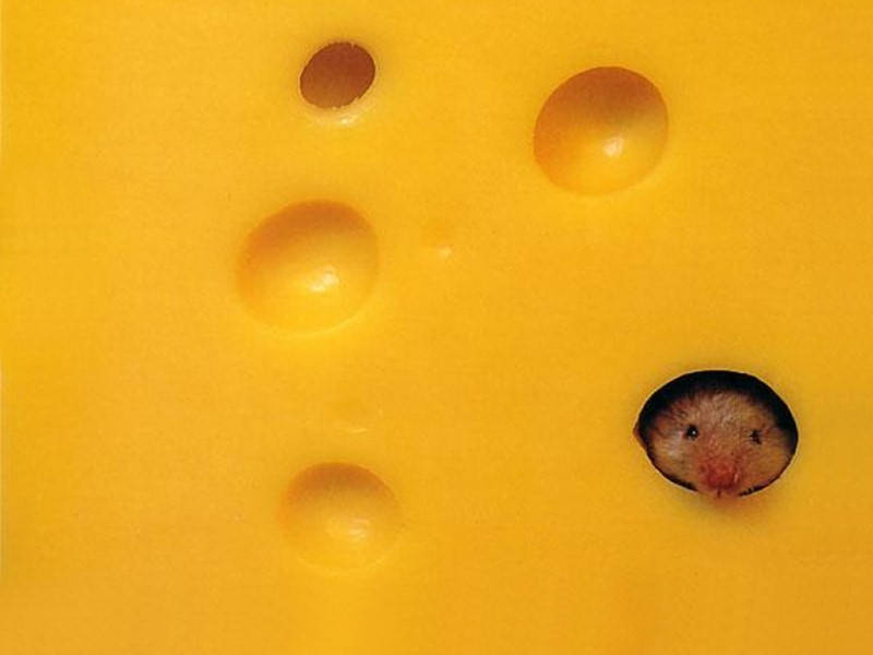 [swiss-cheese-mouse.jpg]