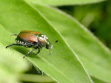 Japanese Beetle  with parasite on thorax