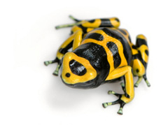 [12-yellow-poison-arrow-frog1.jpg]