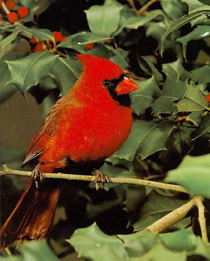 [Red-cardinal-bird.jpg]